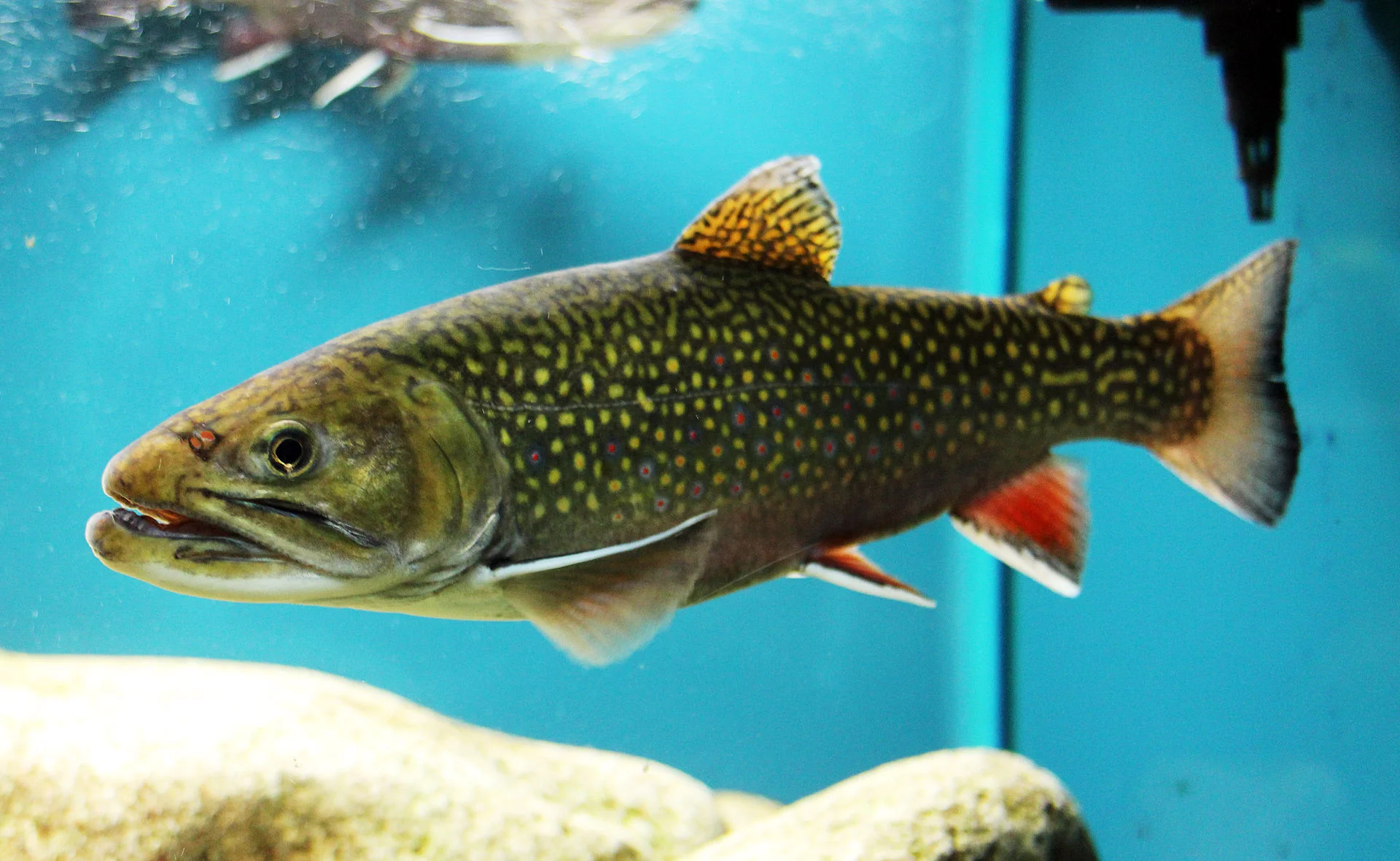 Brook Trout. Credit Karelj/Wikimedia (Public Domain)