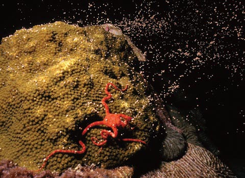 Stony corals like this one release their eggs and sperm into the sea in mass spawning events. Not all of these eggs will be fertilised, and only a small proportion of those that do will survive on ocean currents to find a new home somewhere else. Credit: Emma Hickerson/NOAA National Ocean Services (Public Domain)