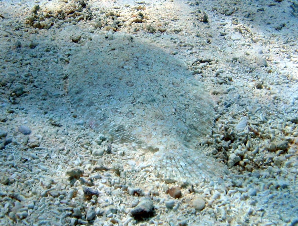 Look carefully and you will see another species of flounder - known as a peacock flounder - nicely camouflaged on the sea floor. Credit Dr Dwayne Meadows, NOAA/NMFS/OPR (Public Domain)