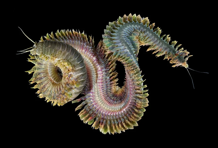 This particular ragworm is a Nereis virens. Credit: Alexander Semenov/Flickr ( CC BY 2.0 ) 