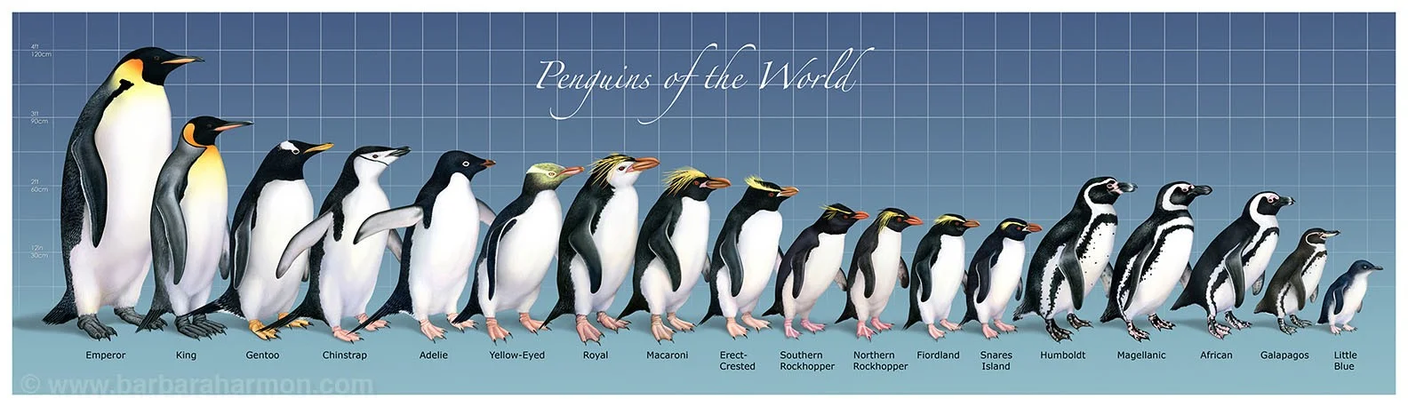 Galápagos penguins are the second smallest penguin in the world. This image (which you can click on to enlarge) was created by Barbara Harmon , a biological and medical illustrator. Barbara has given her permission for this piece to appear here.