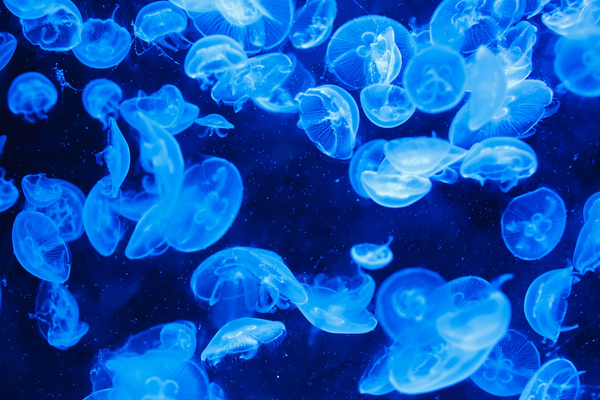 A Jelly-Fish