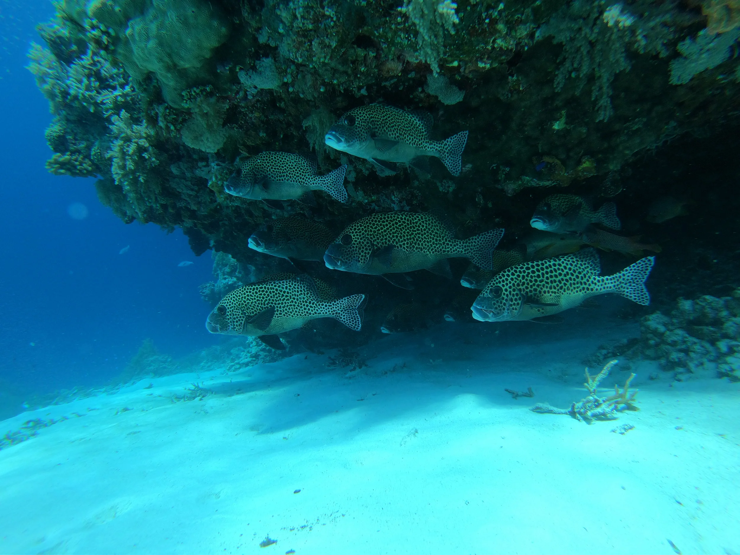 Tubbataha Reef in the Philippines, which celebrates its 30 years of being a marine protected area this year. Credit: Jessica Tengvall.