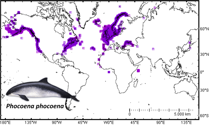 Observations of cetaceans from land in Northern Portugal and the first  white harbour porpoise seen in Iberian Peninsula waters — Ocean Oculus