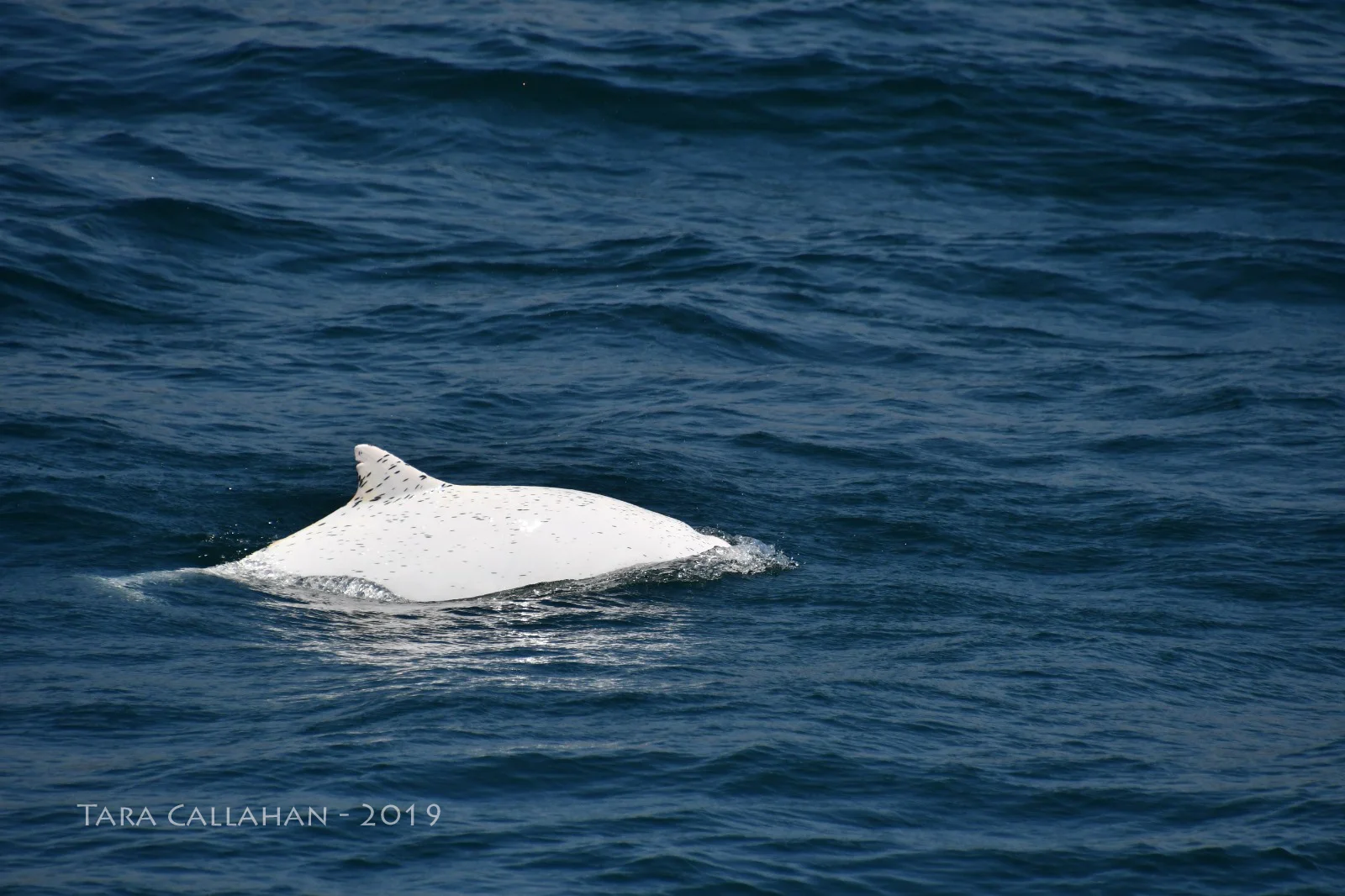 Gaspar is best characterized as leucistic or hypo-pigmented, not albino, because of the black marking on her/his skin. Image credit: Tara Callahan ( CC BY-NC-ND 3.0 )