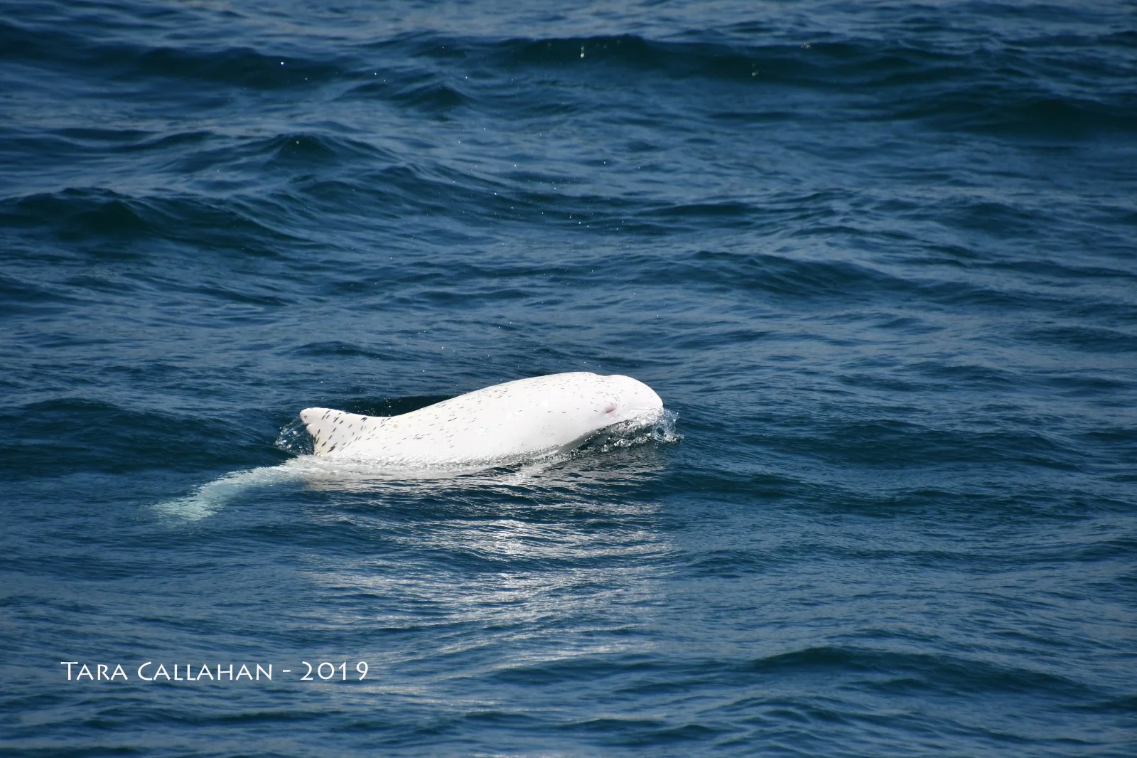 Gaspar is one of just 34 white harbour porpoises to have ever been recorded - and the first ever in the Iberian Peninsula. Image credit: Tara Callahan ( CC BY-NC-ND 3.0 )