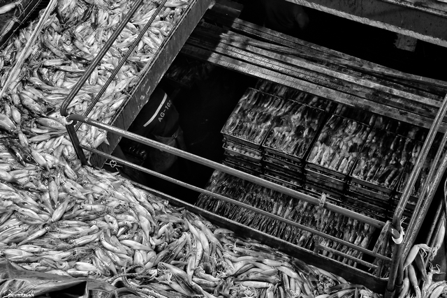 Factory workers trying to keep up with sorting squid into metal trays