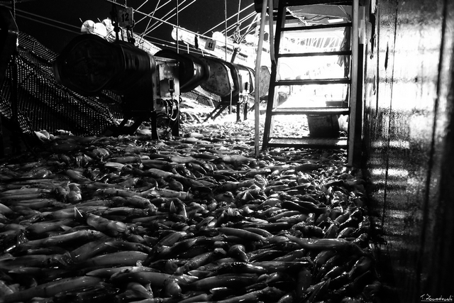 Ankles deep squid on deck