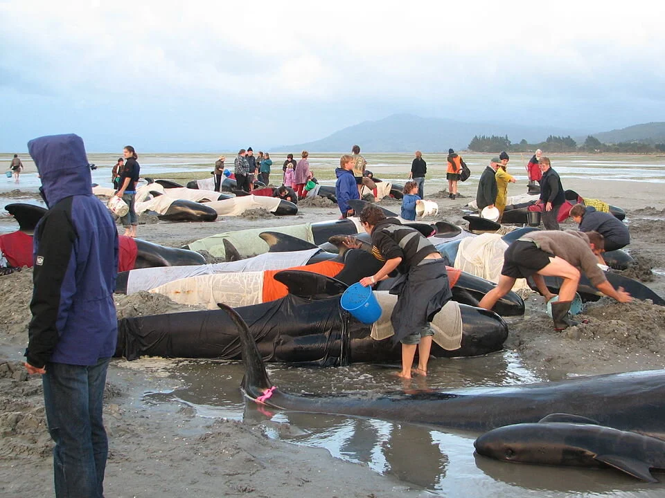 Notes on a Mass Stranding