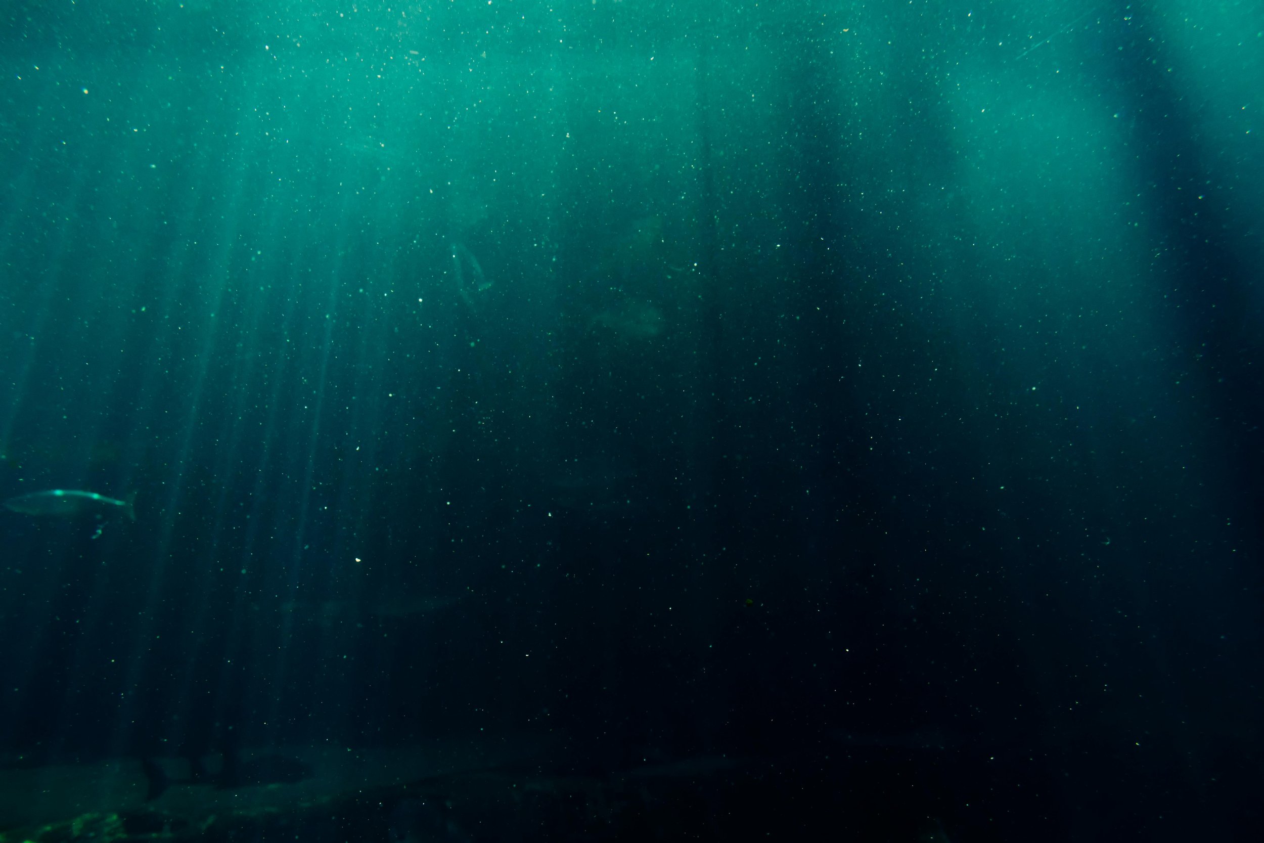 The Bluefish