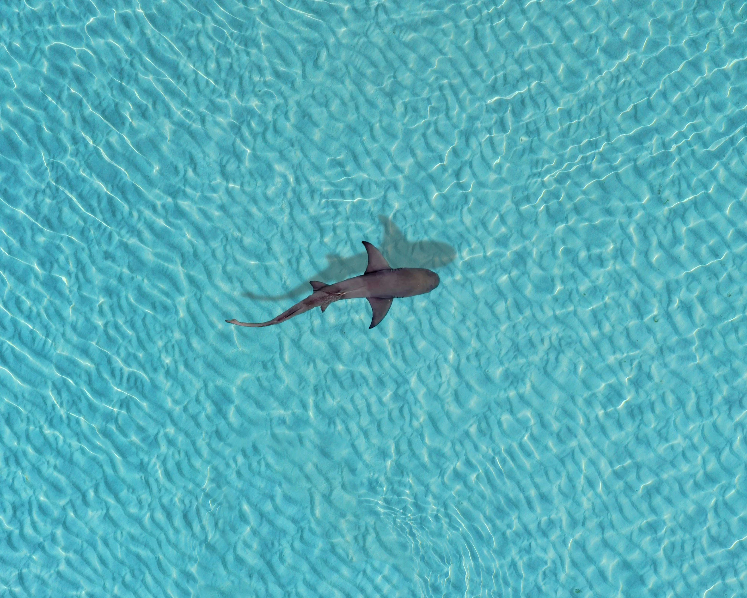 The Shark