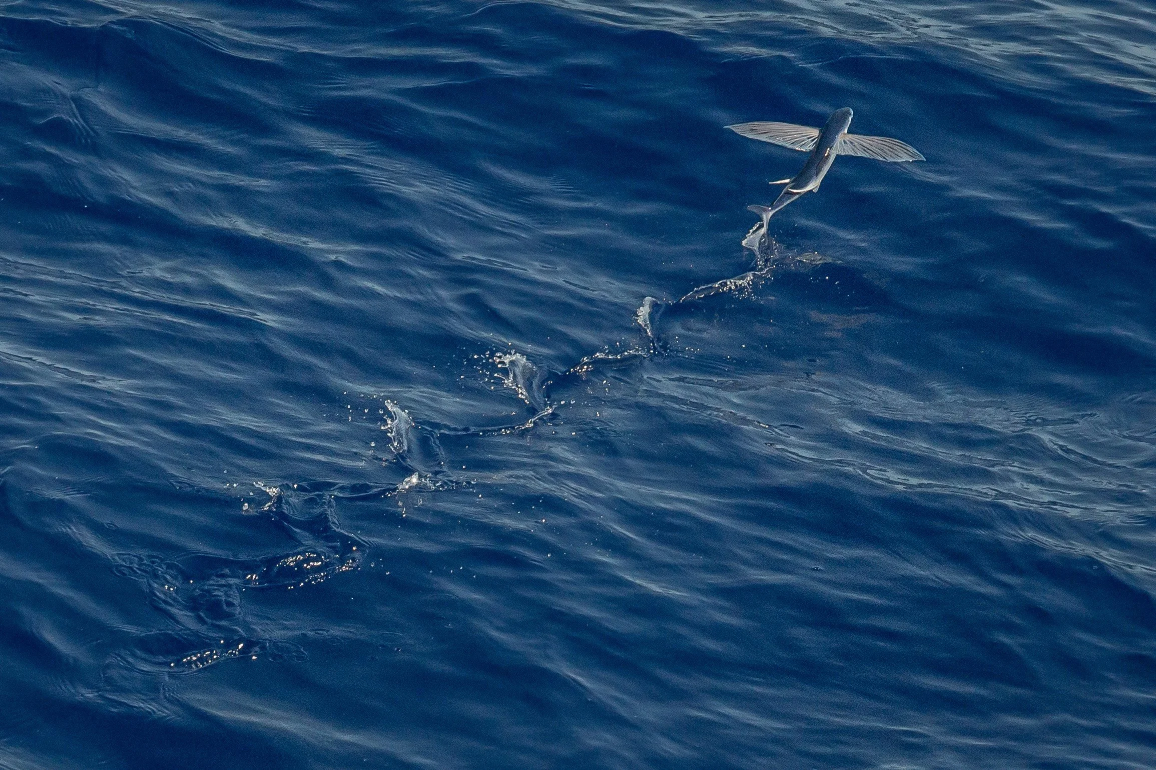 An Ode to Flying Fish