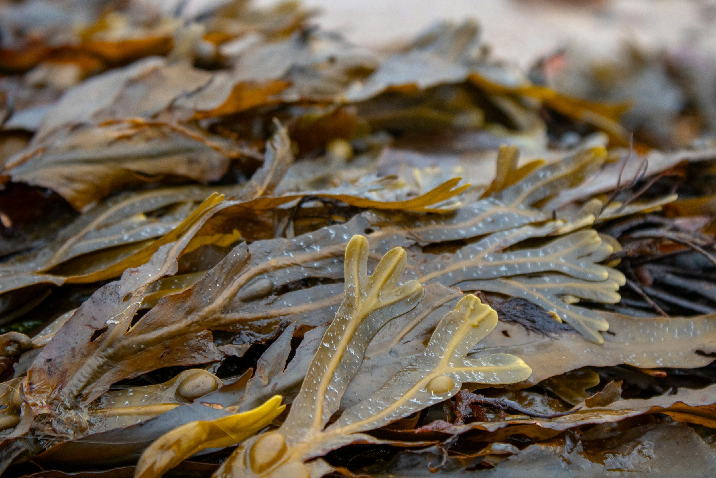 Sea Wrack