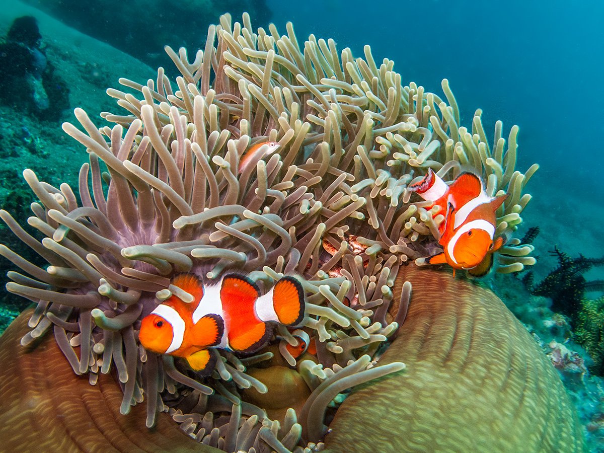 clownfish in an anemone