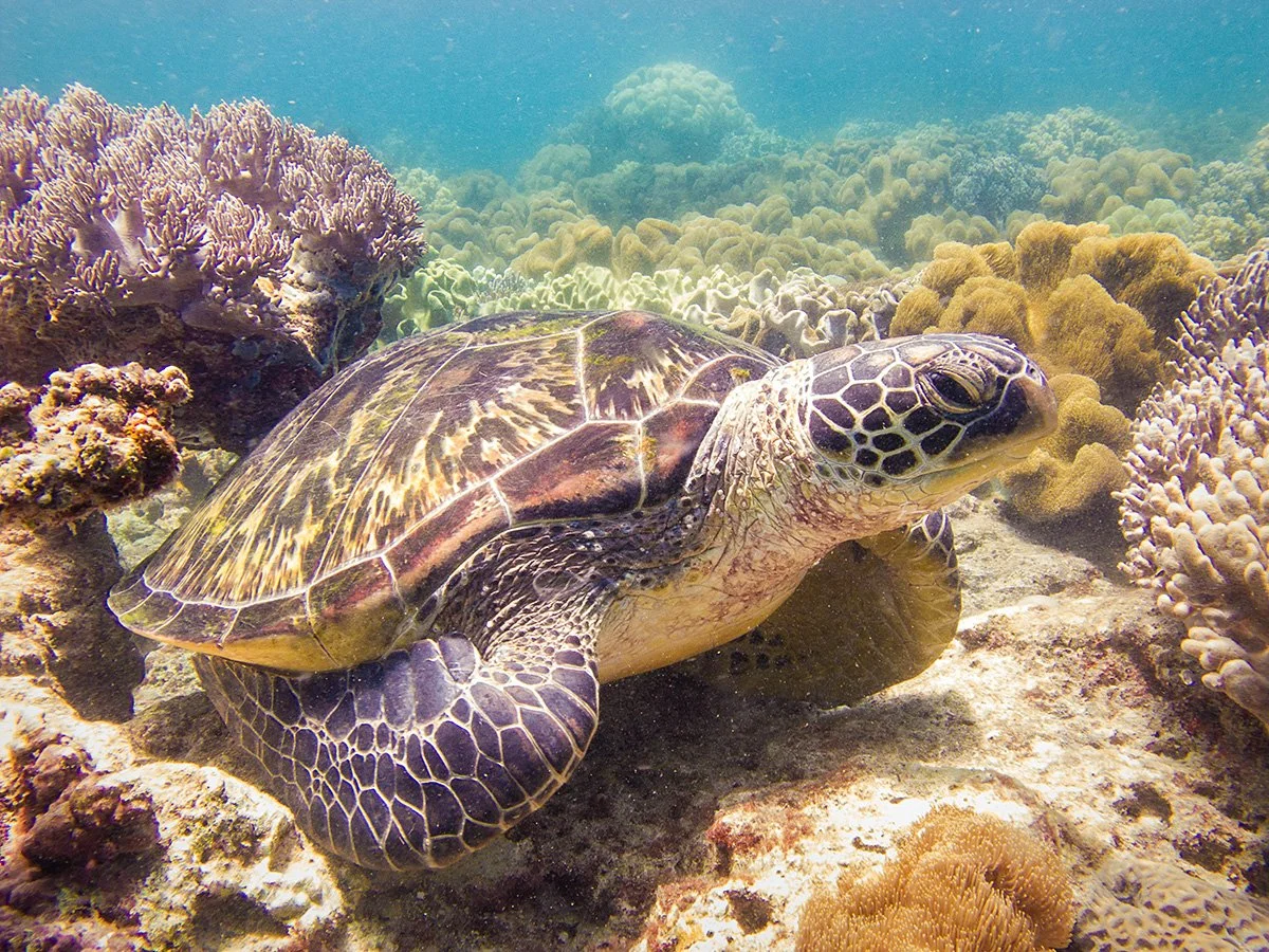 Sea turtle in among coral
