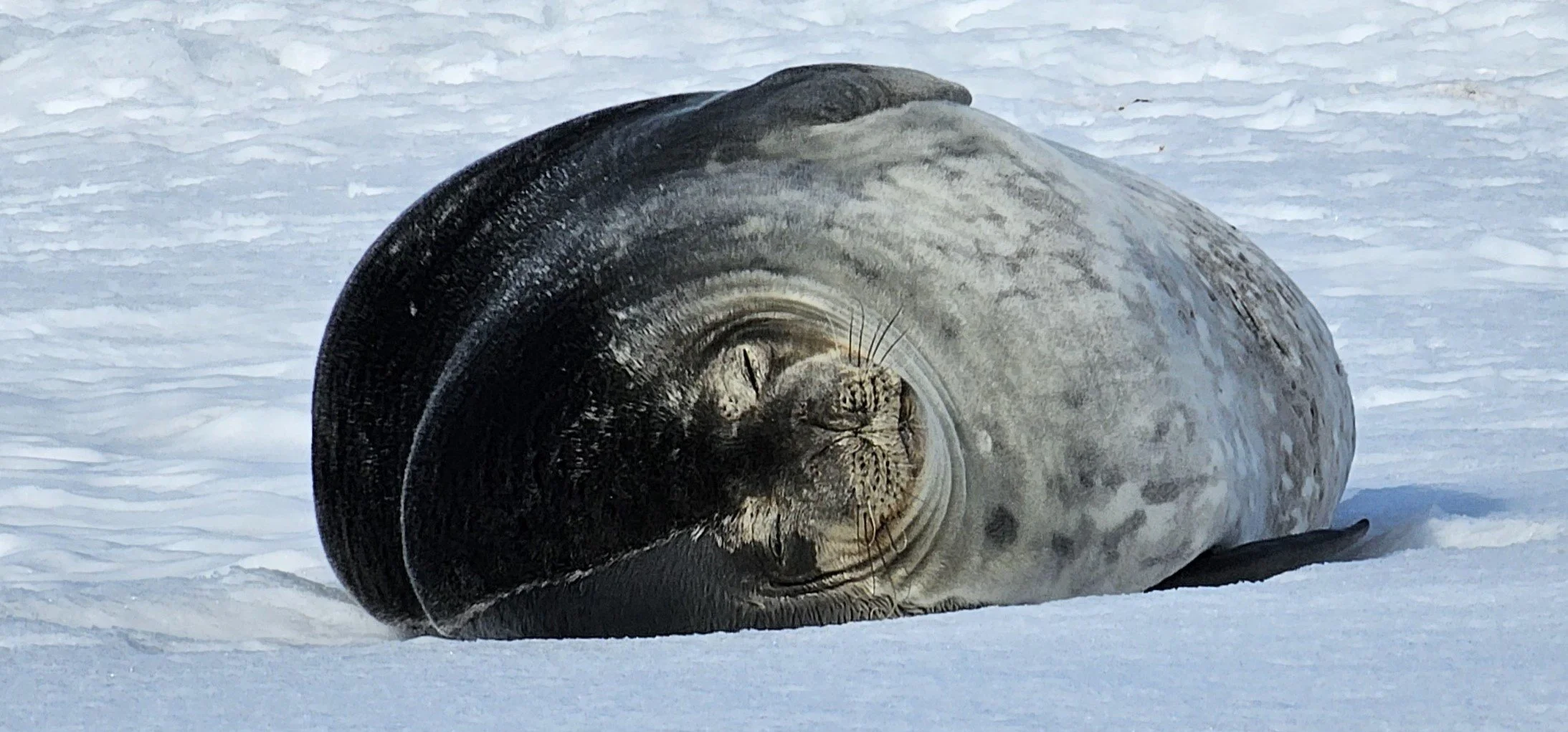 Weddell seal