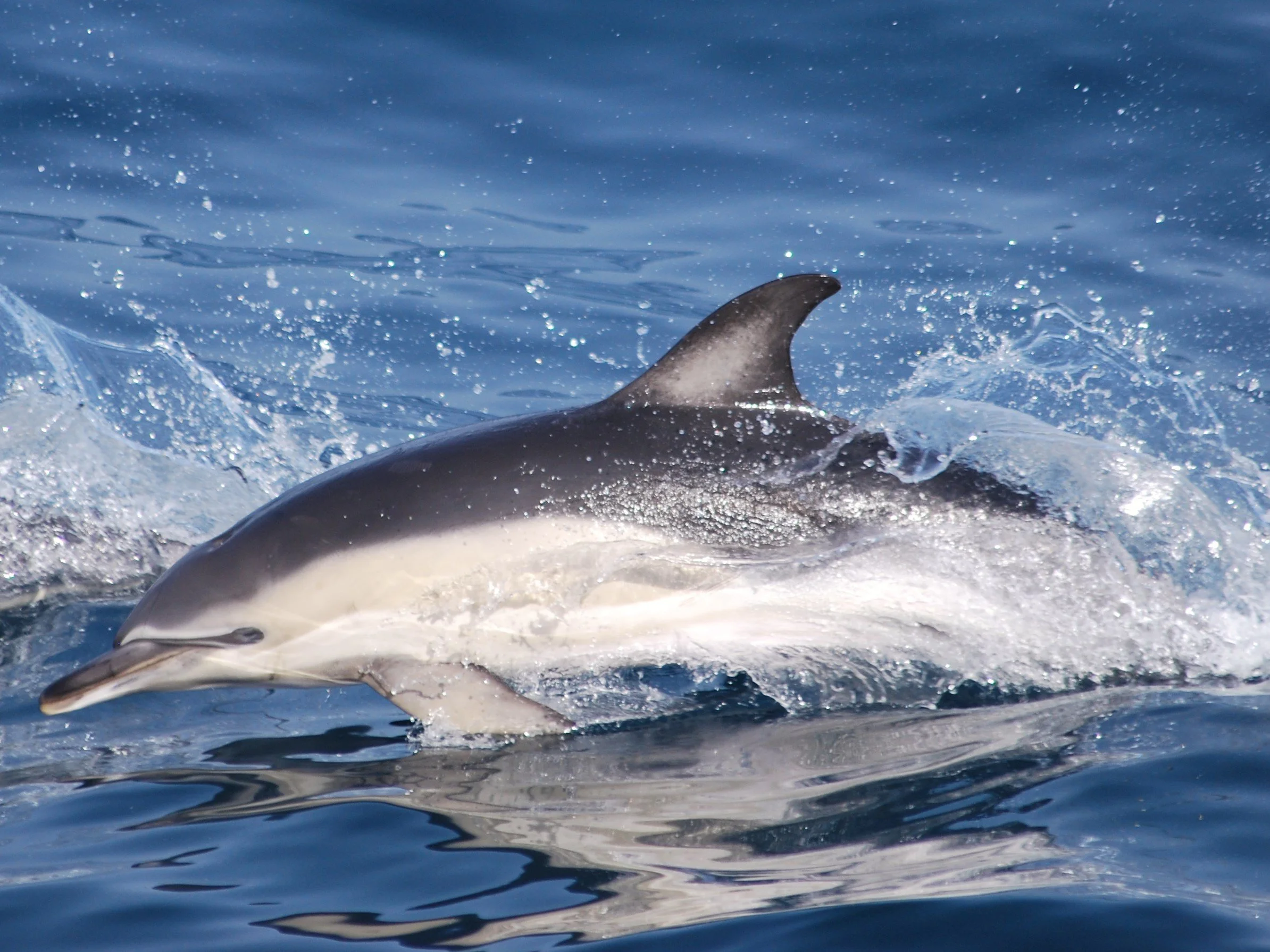 Common Dolphin