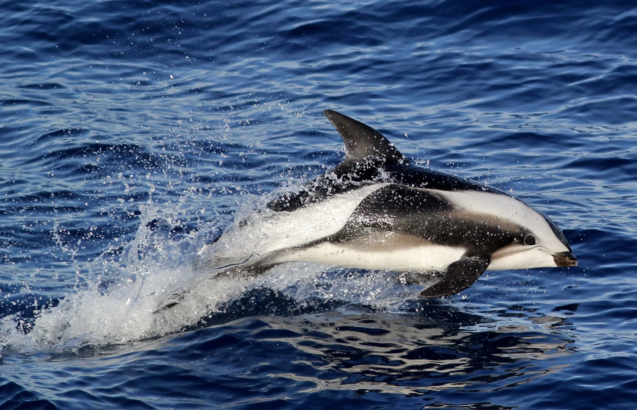 Hourglass Dolphin