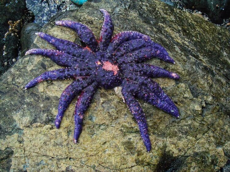 Sunflower Sea Star