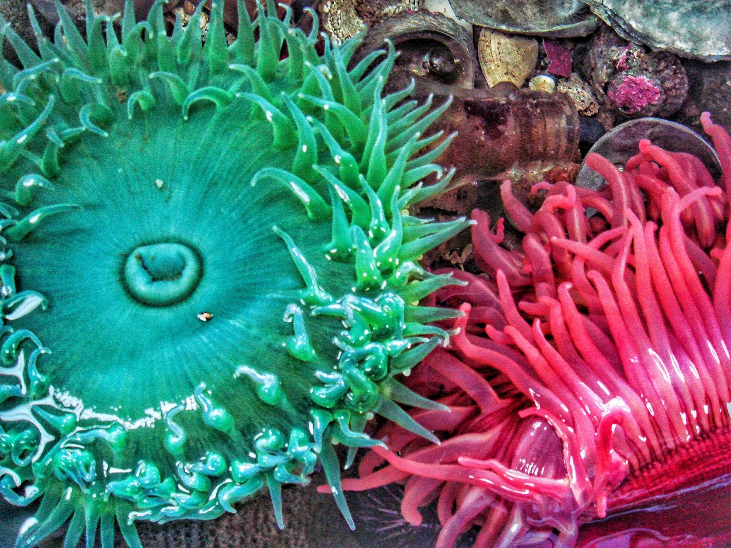 Sea Anemone sea-anemone