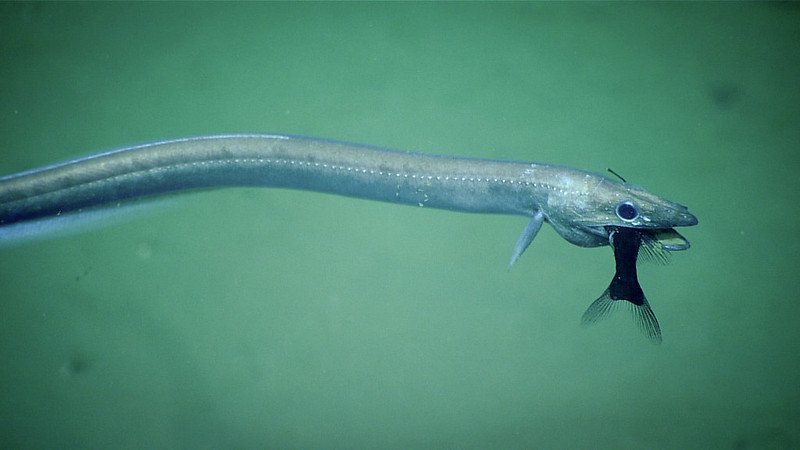 Deep sea eel outlet