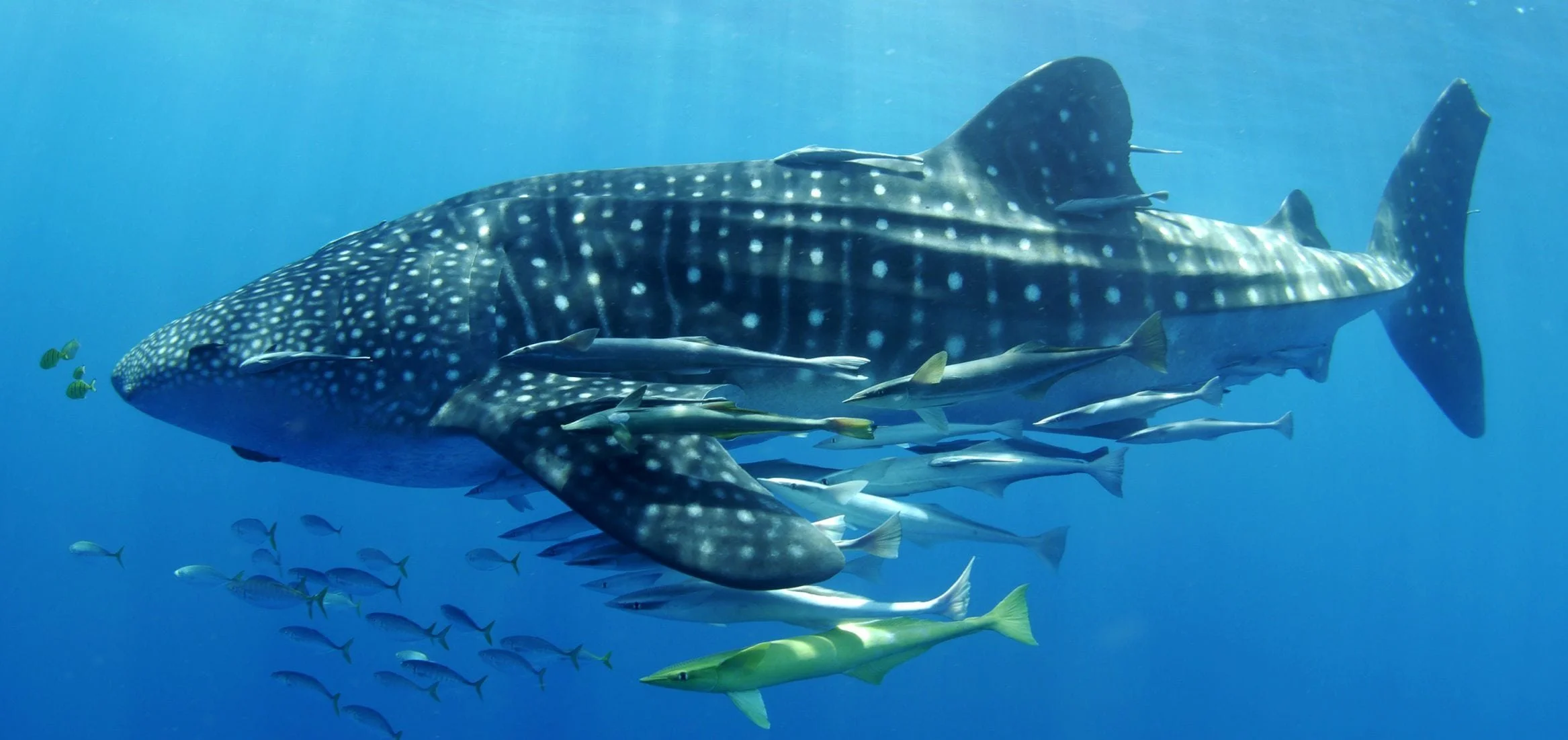 Madagascar Whale Shark Project unveils new project to empower conservationists to protect the ocean