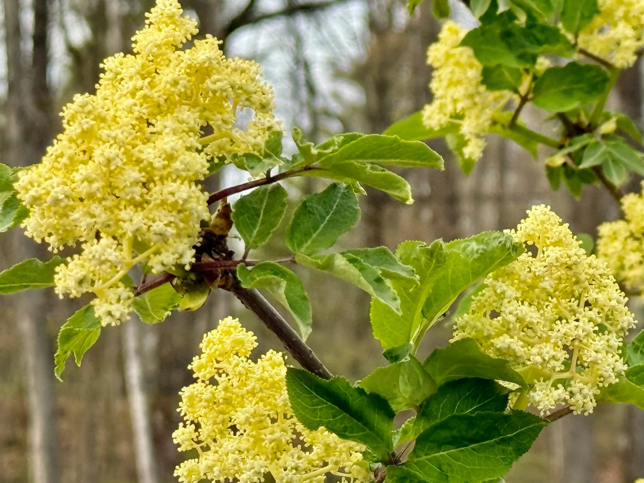 Mindful Smelling To Ground And Support You This Spring 