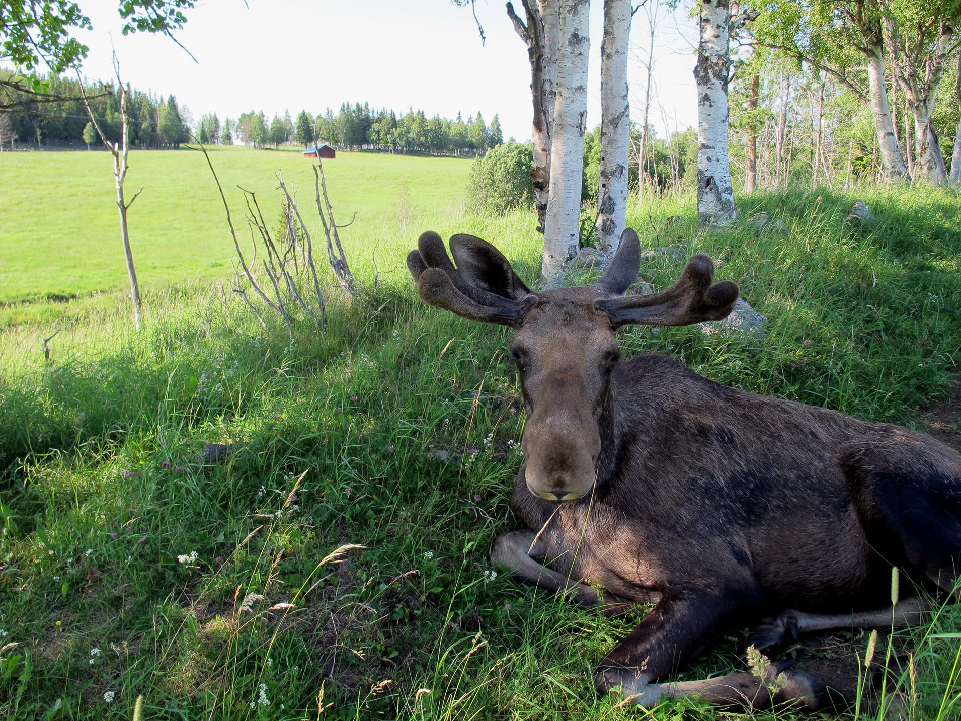 mooseslider.jpg