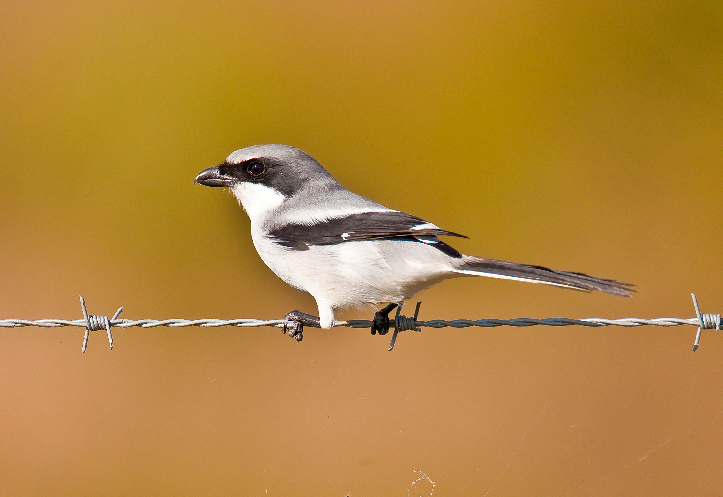   Working together to ensure this unique species doesn’t disappear forever  