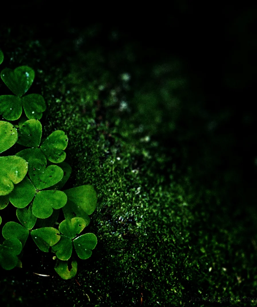 Shamrock5.jpg
