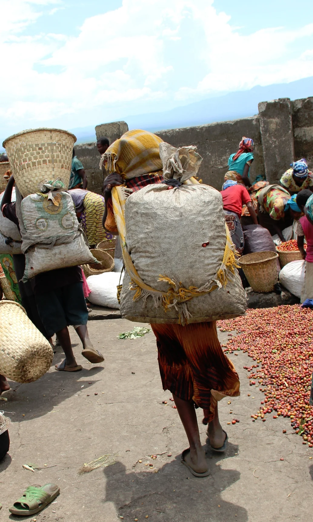Coffee cherries are brought to the washing stations by coffee producers, predominately women who carry large heavy sacks on their backs, often for considerable distances.