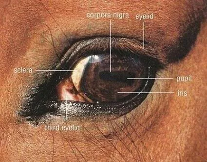 They say you can tell a lot from the eye and in the case of Iridology it is literally the insight to your horses past, present and future health issues.