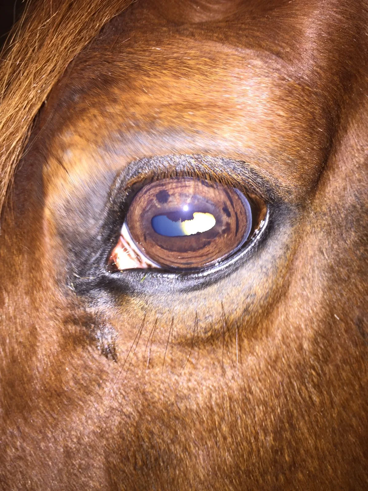 The marks in this mares eye are quite bad and she will have been very uncomfortable for a long time. The marks shows head trauma so is probably a head shaker. On examination of both eyes she showed a completely toxic digestion, pain in her ovaries and uterus and shows lung and kidney damage along with many other painfull areas due to stress through her back muscles. All these issues can be addressed with herbs if only the owner knew what was going on and not accepted that "it's just the way she is.....highly strung and moody and bucks for Britain....but that's just the way she has always been and you learn to deal with it"...............