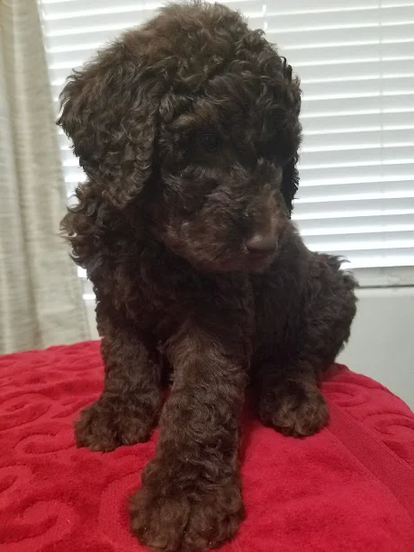 Coat Types Central Valley Goldendoodles