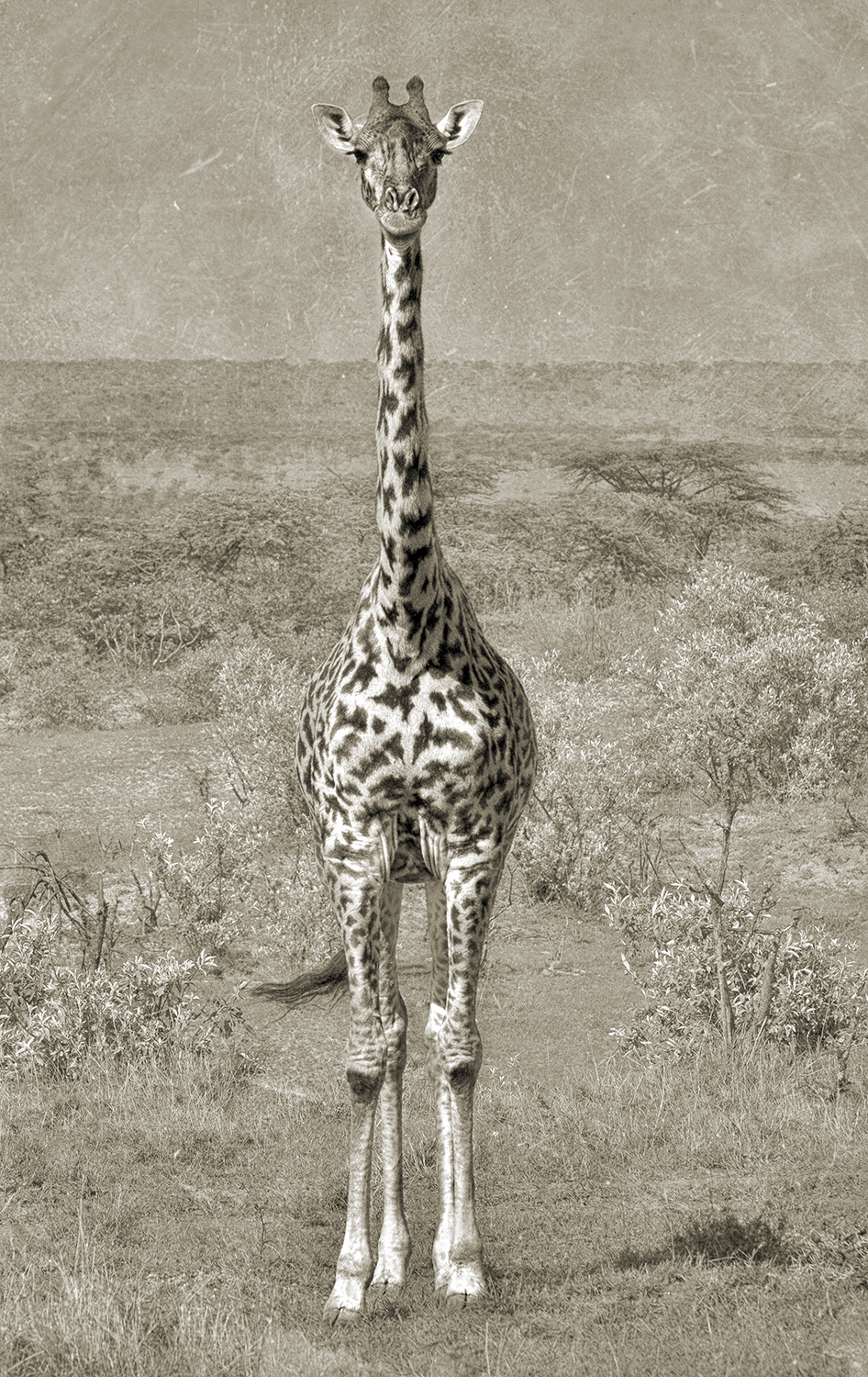 Giraffe Front