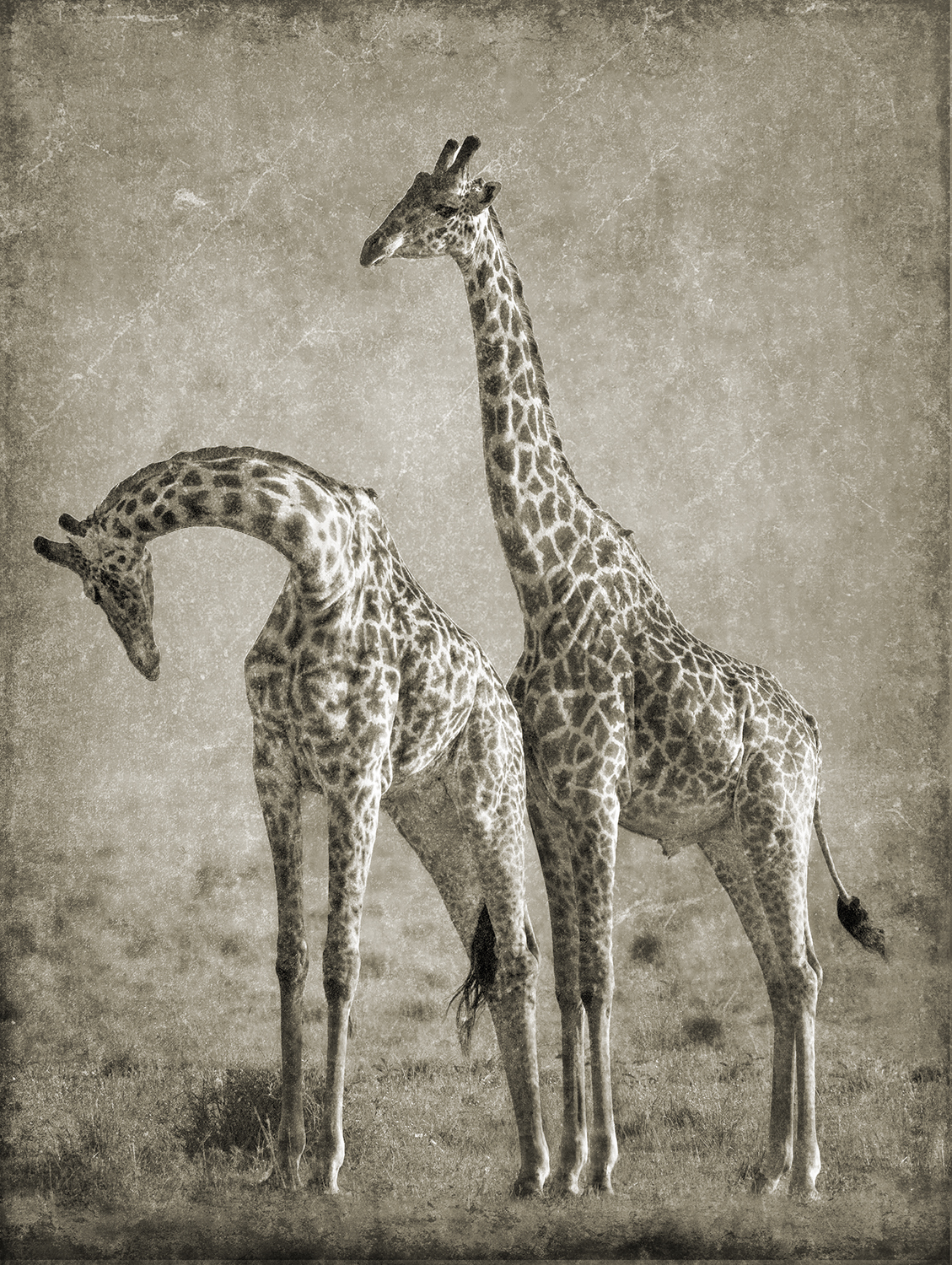 Courting Giraffes