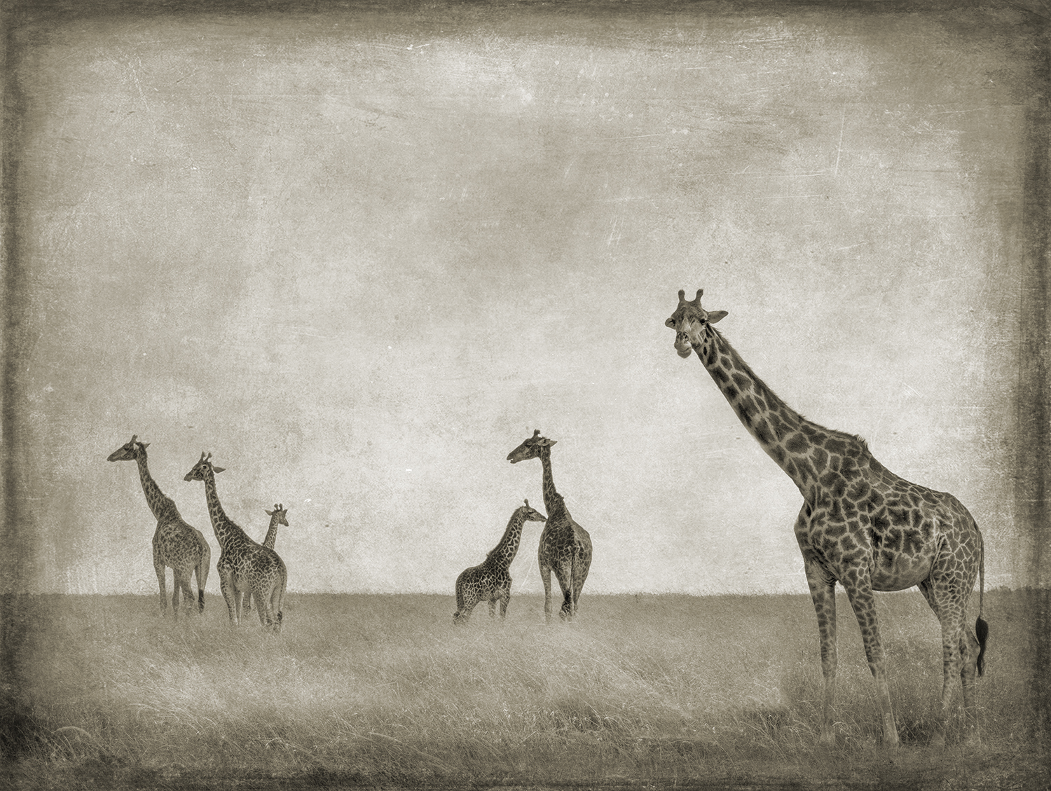 Six Giraffes
