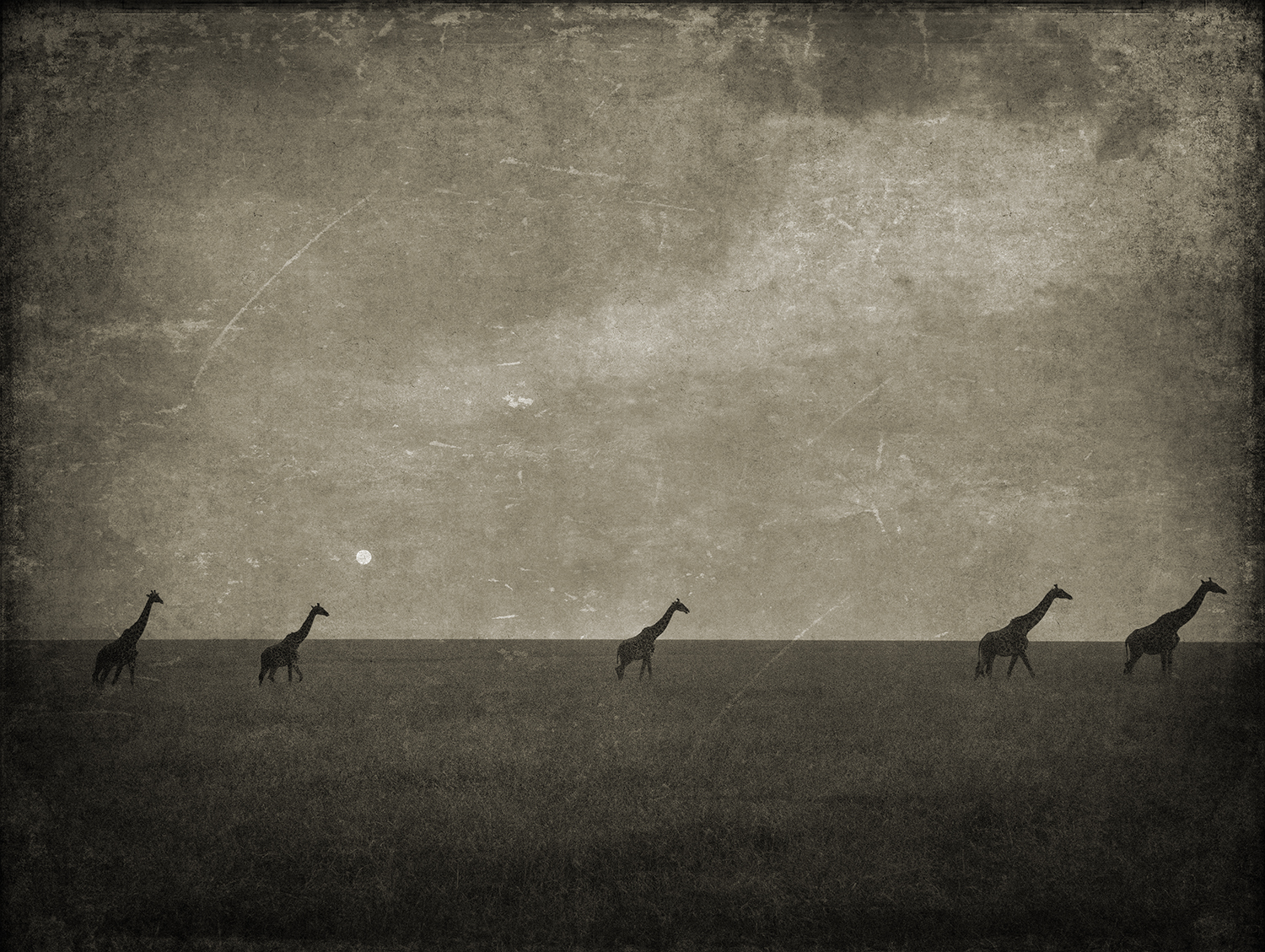 Five Giraffes With Moon