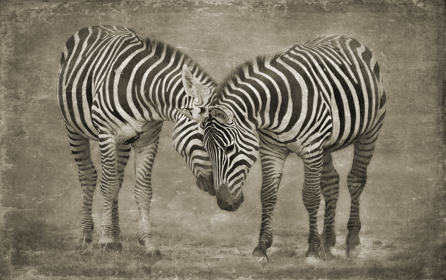 Zebra Head To Head