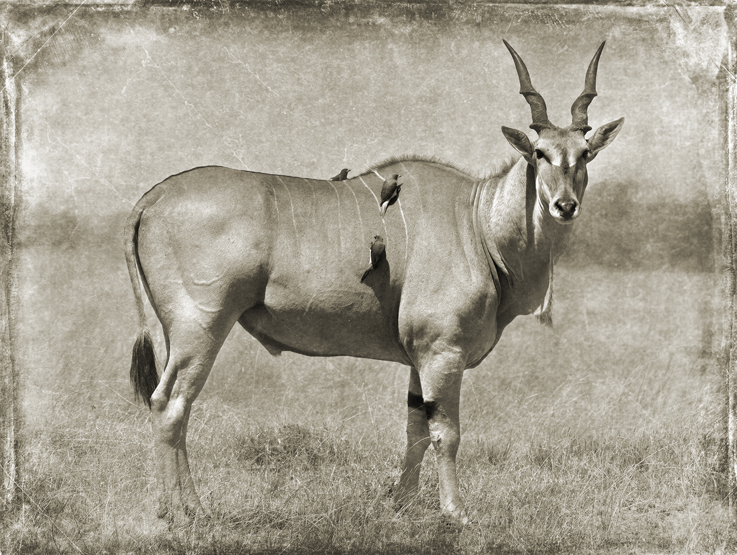 Eland With Bird