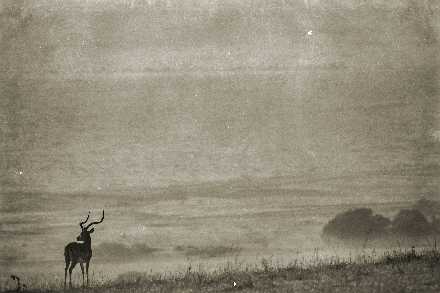 Antelope In Landscape