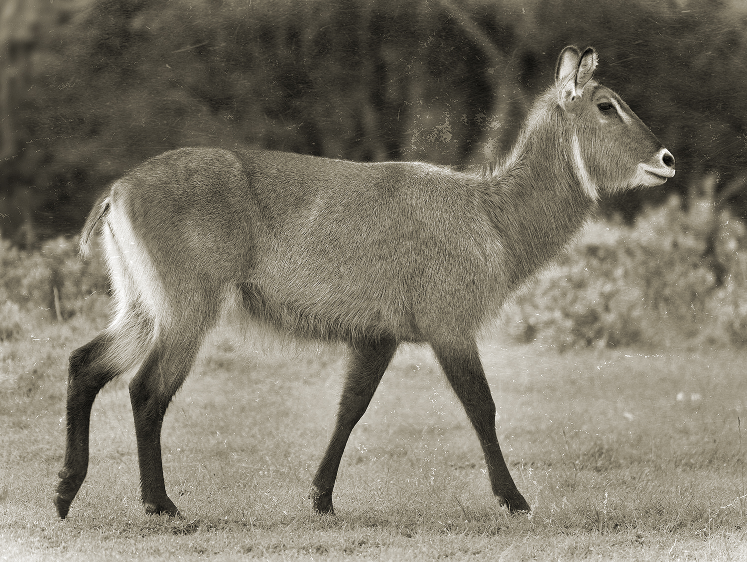 Female Waterbuck