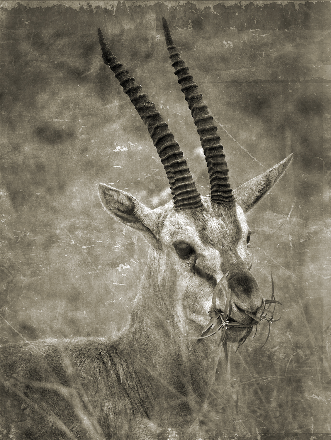 Gazelle With Food