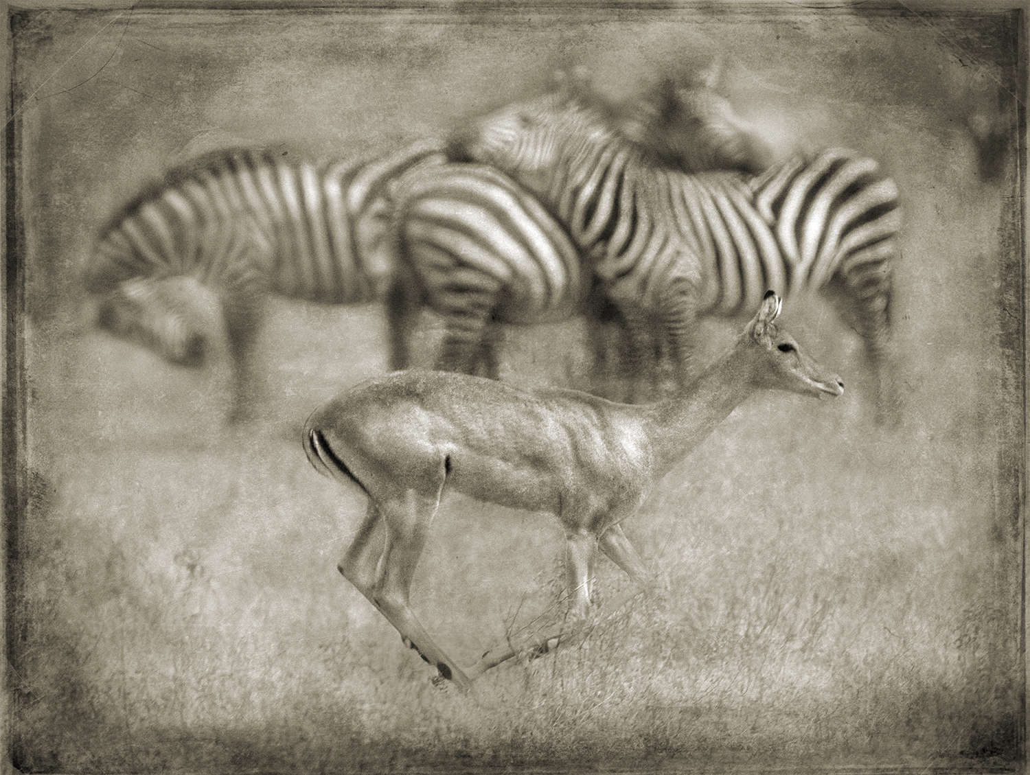 Impala With Zebras