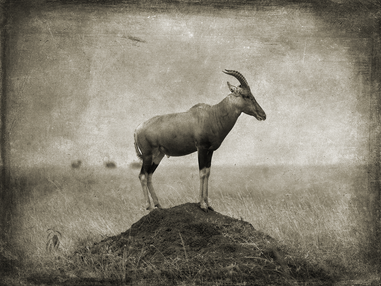 Topi On Termite Mound