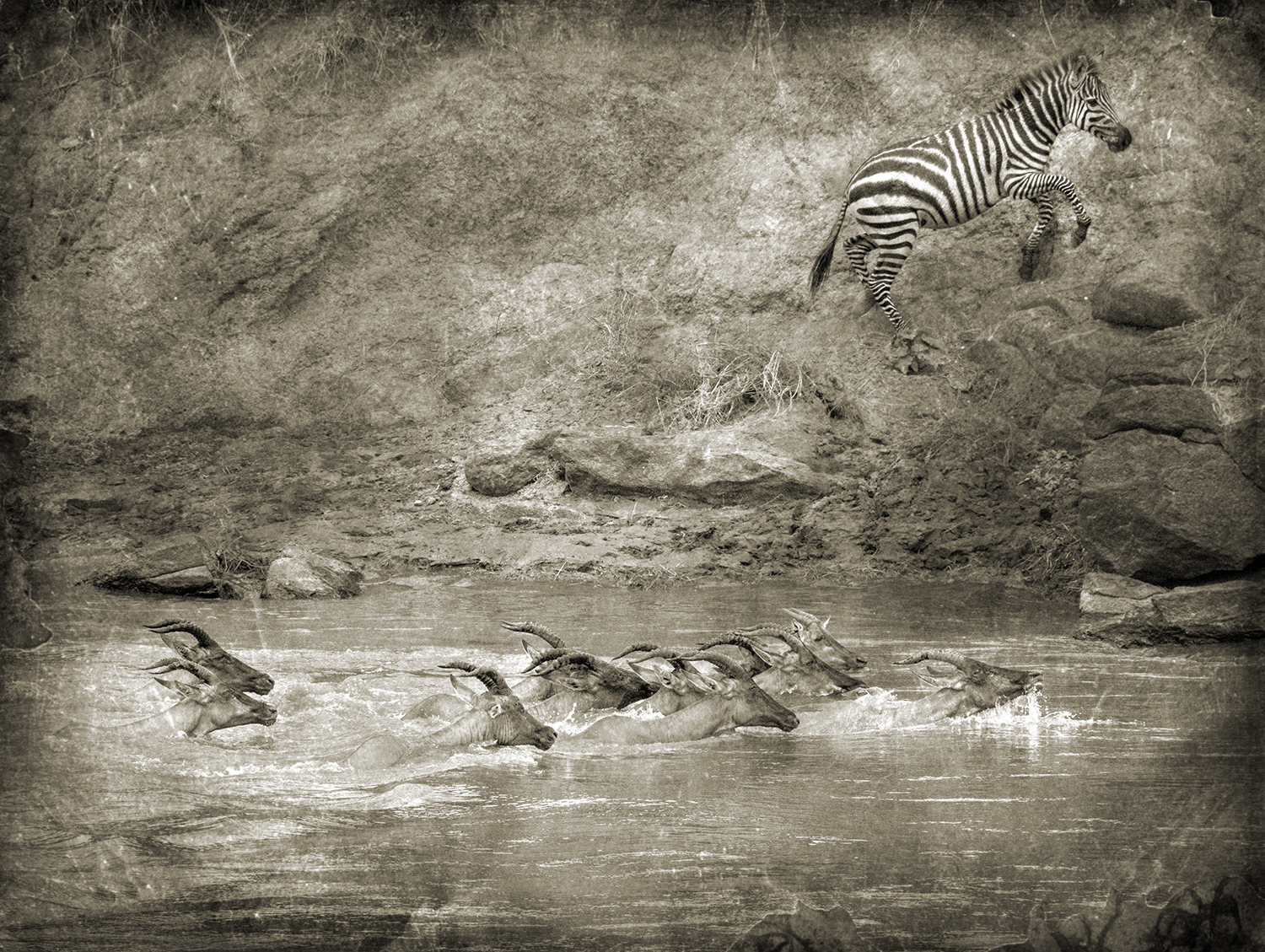 Topi In River And One Zebra