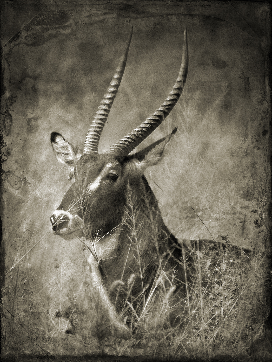 Waterbuck Portrait