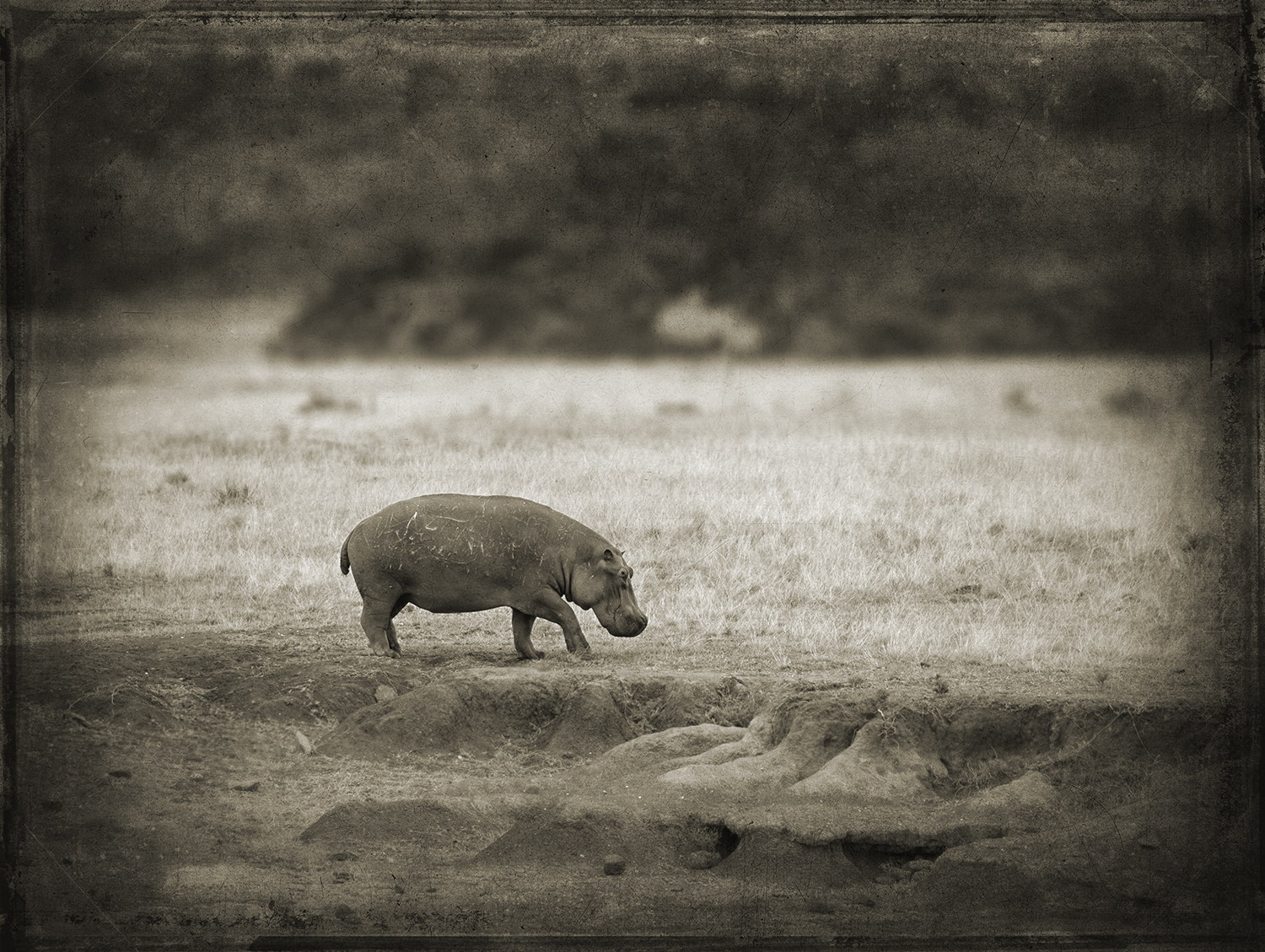 Hippo On Land