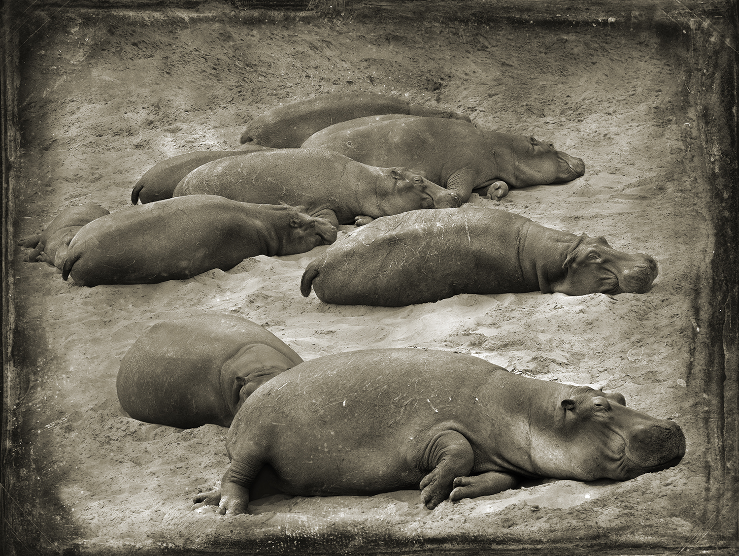 Beached Hippos