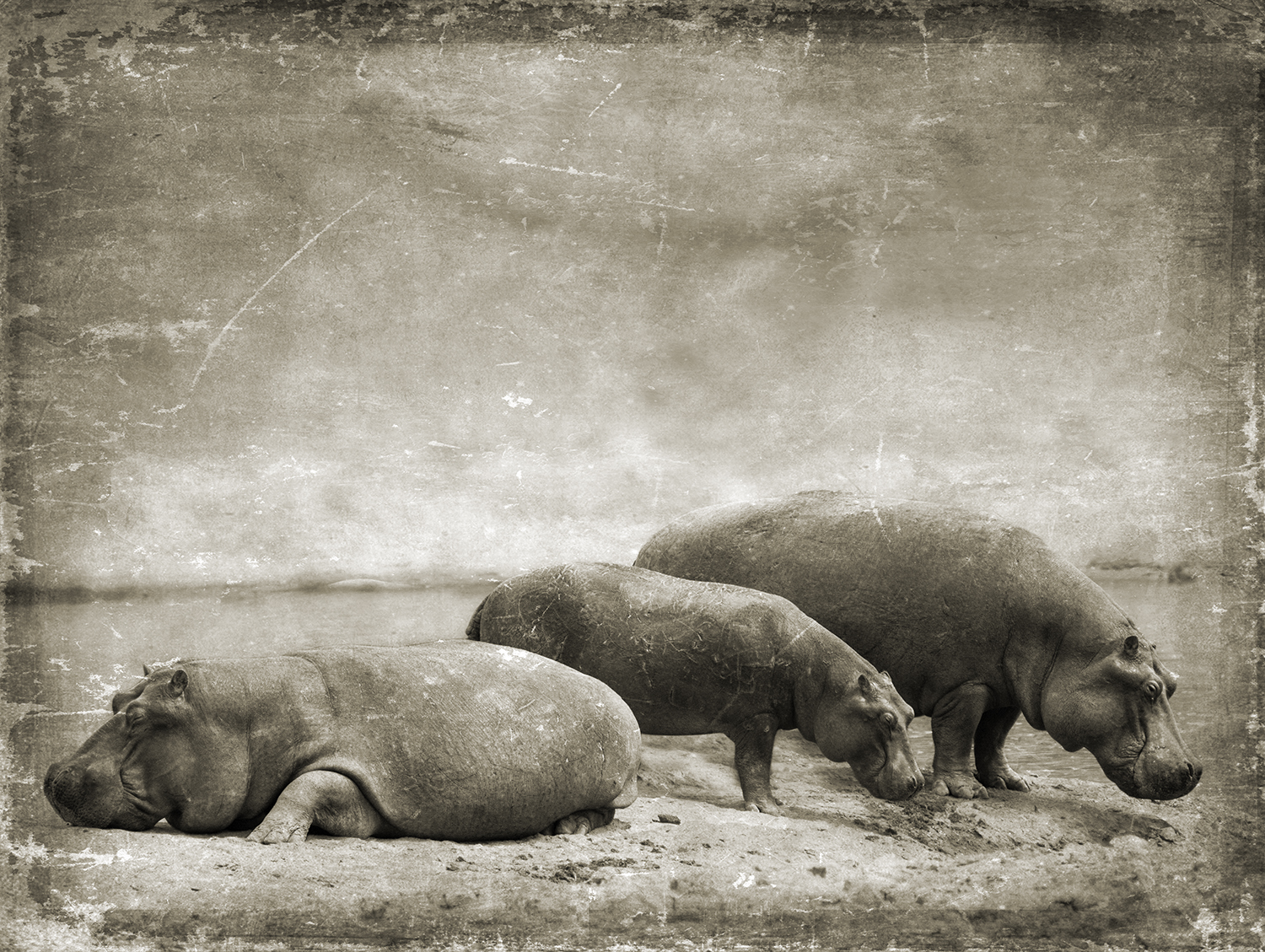 Three Hippos On A Stream Bank